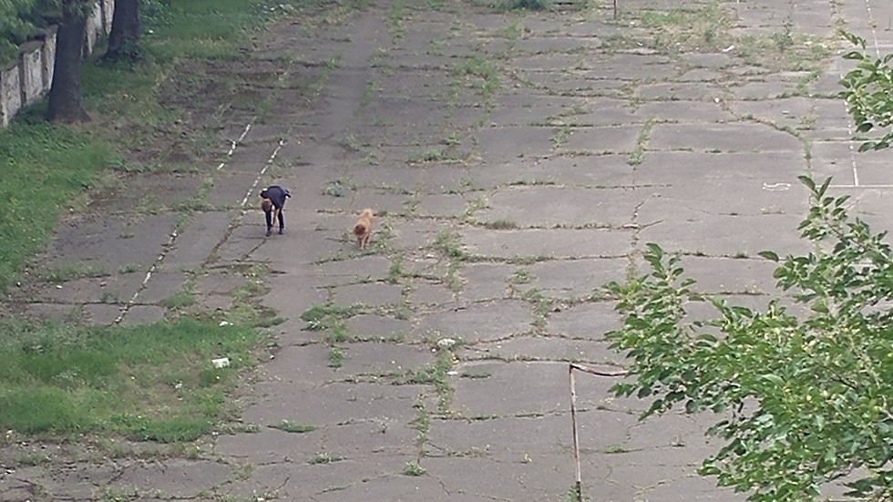 Домашни кучета в двора на училище в София