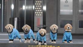 Космически приключения с кучета следобед по Нова