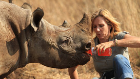 Приют в Южна Африка спасява бебета носорози по Viasat Nature