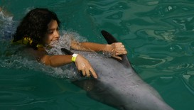 Игра с делфини в „Без багаж” по Diema