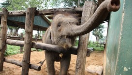 По следите на слоновете в дивите гори на Шри Ланка