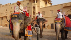Как в Индия се прави успешен бизнес със слонска хартия
