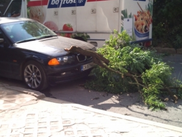 Паднало дърво