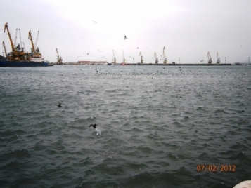 Пеликани в Пристанище Бургас