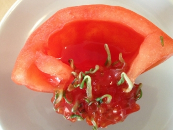Новите ГМО домати - 2в1 - хем домат, хем разсад