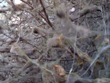 Призрачно дърво пред ХЕИ - Варна е дом на милиони гъсеници